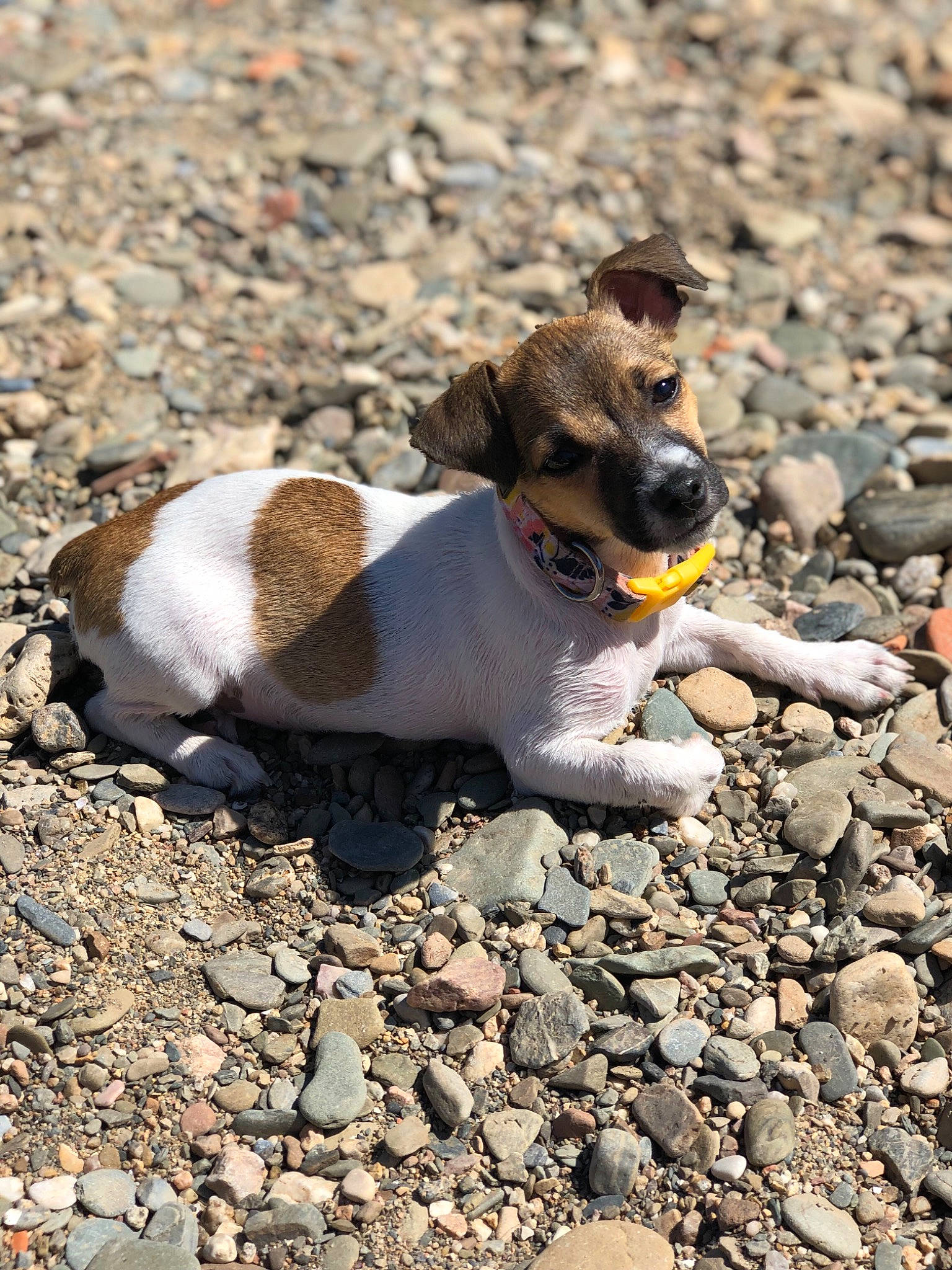 Flamel participe au concours pour gagner de l'argent avec cette photo : canidae, carnivore, companion_dog, dog, dog_breed, fawn, feist, fox_terrier, jack_russell_terrier, miniature_fox_terrier, puppy, ratonero_bodeguero_andaluz, rock, russell_terrier, smooth_fox_terrier, soil, terrier