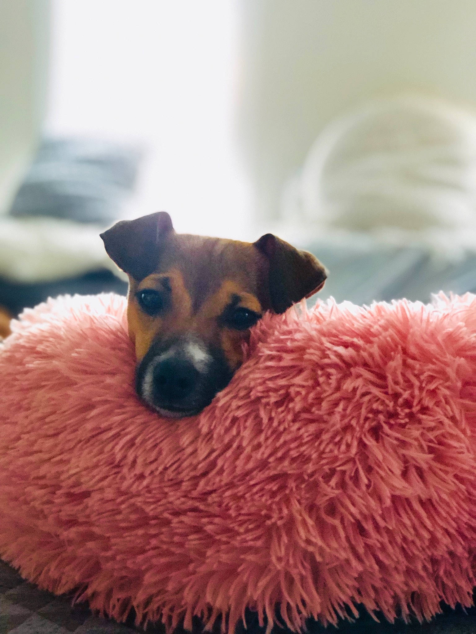 Flamel participe au concours pour gagner de l'argent avec cette photo : canidae, carnivore, companion_dog, dog, dog_breed, dog_toy, fawn, fox_terrier, fur, jack_russell_terrier, pink, puppy, russell_terrier, snout, terrier, whiskers