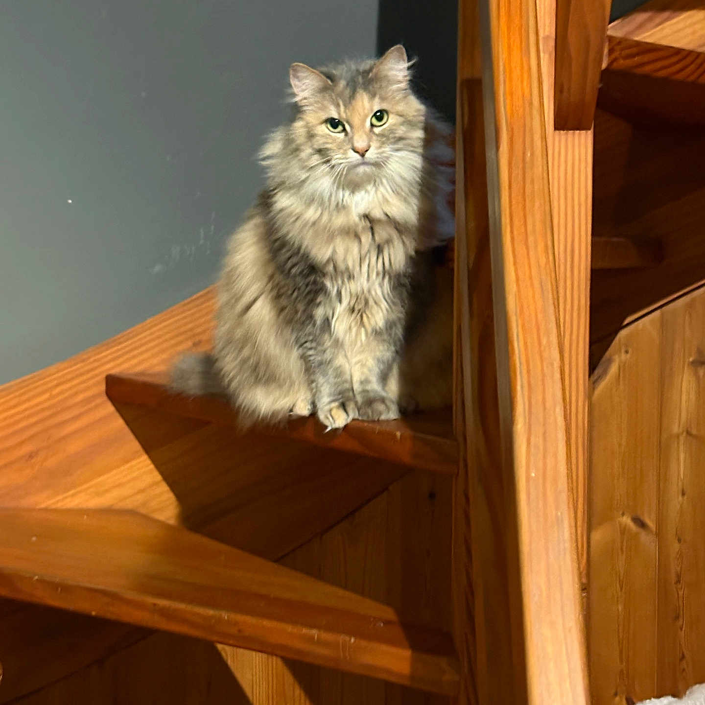 Mimine a rejoint le concours — aidez-le/la à gagner de superbes lots ! animal, architecture, building, cat, furniture, handrail, hardwood, house, housing, indoors, interiordesign, kitten, lumber, manx, pet, plywood, shelf, stainedwood, staircase, wood