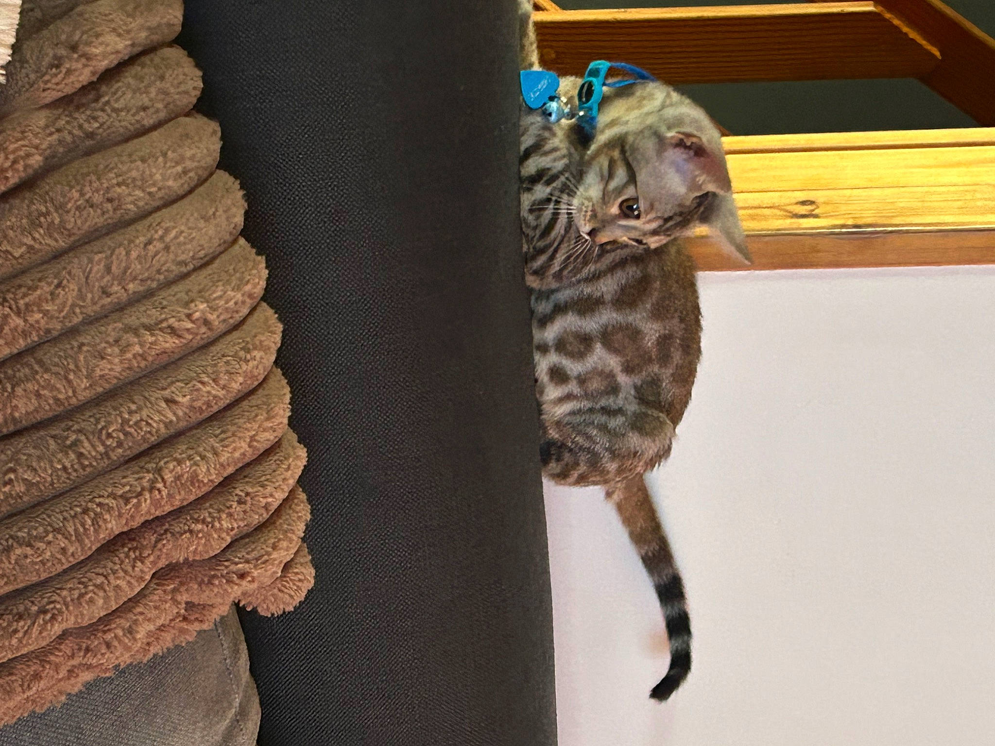 Stitch participe au concours pour gagner de l'argent avec cette photo : carnivore, cat, cat_bed, claw, domestic_short_haired_cat, felidae, fur, hardwood, linens, pattern, rope, sleeve, small_to_medium_sized_cats, tail, terrestrial_animal, thread, whiskers, wildlife, wood, wool