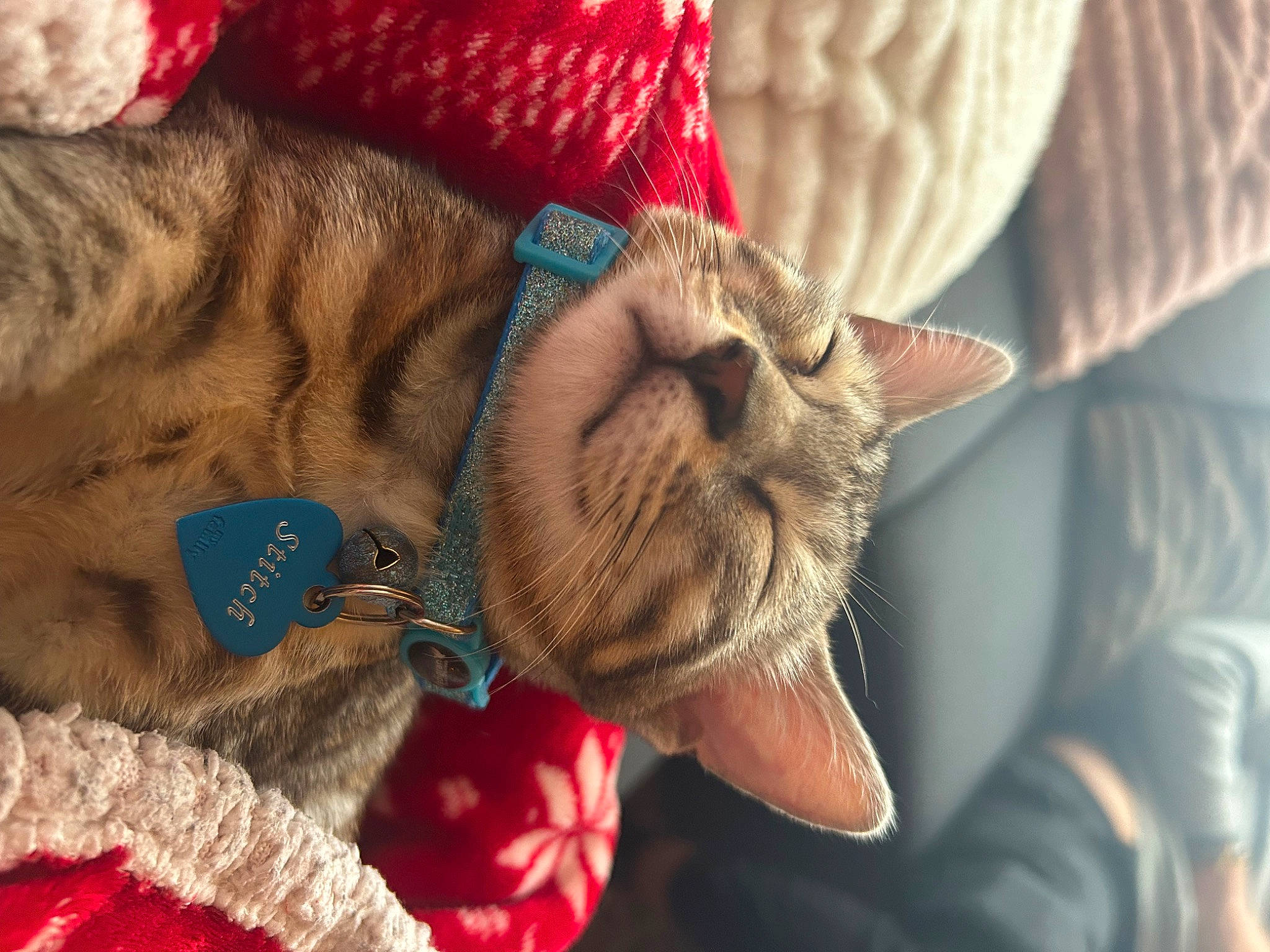 Stitch a rejoint le concours — aidez-le/la à gagner de superbes lots ! canidae, cap, carnivore, cat, claw, close_up, collar, domestic_short_haired_cat, fashion_accessory, fawn, felidae, fur, pattern, small_to_medium_sized_cats, tail, terrestrial_animal, thread, whiskers, wool, wrinkle