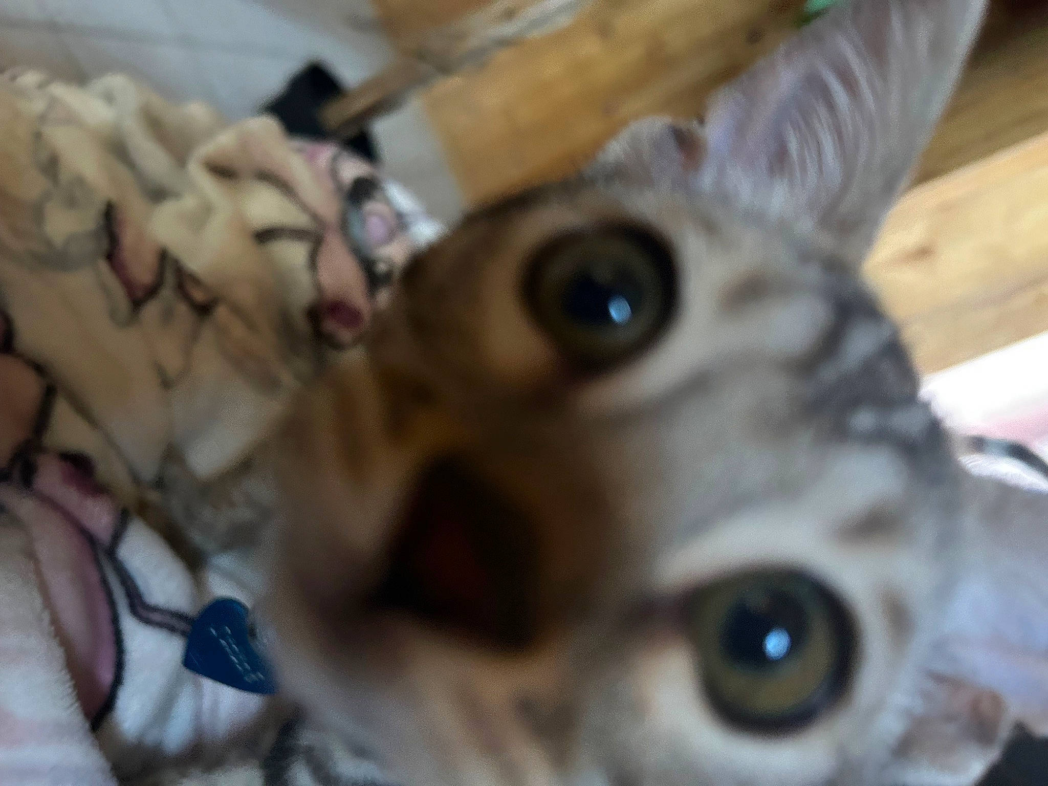 Stitch a rejoint le concours — aidez-le/la à gagner de superbes lots ! carnivore, cat, ear, eyelash, fawn, felidae, fish, fur, macro_photography, pattern, small_to_medium_sized_cats, snout, terrestrial_animal, toy, whiskers, wildlife, wood