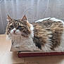 Praline Gioira participe au concours pour gagner de l'argent avec cette photo : cat, fluffy, long_hair, box, table, curtain, butterfly_pattern, puzzle_boxes, slipper, domestic_cat, pet, indoor, feline, fur, whiskers, ears, tail, brown, white, curious