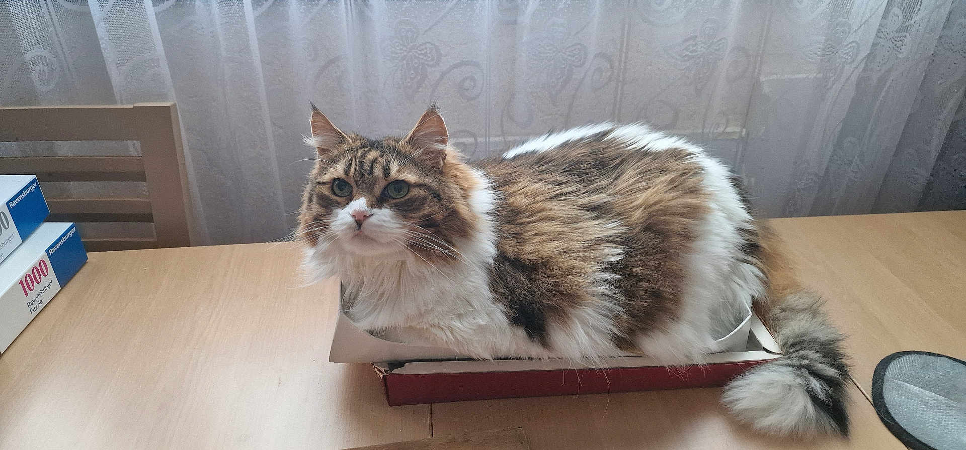 Praline Gioira participe au concours pour gagner de l'argent avec cette photo : cat, fluffy, long_hair, box, table, curtain, butterfly_pattern, puzzle_boxes, slipper, domestic_cat, pet, indoor, feline, fur, whiskers, ears, tail, brown, white, curious
