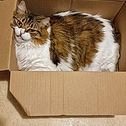 Praline Gioira participe au concours pour gagner de l'argent avec cette photo : cat, cardboard_box, indoor, feline, pet, fur, brown, white, curious, cozy, floor, wooden_furniture, domestic_animal, relaxed, animal, whiskers, ears, eyes, sitting, box