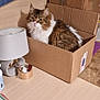 Praline Gioira participe au concours pour gagner de l'argent avec cette photo : cat, cardboard_box, lamp, wooden_desk, furniture, indoor, pet, brown, white, fluffy, tabby, sitting, cozy, household_items, tape, paper, wall, texture, relaxed, domestic