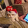 beige, blanket, cat, christmas, cozy, decor, hand, holiday, indoors, pet, phone, pillow, red, relaxation, resting, santa_hat, snowman, sofa, textile, white