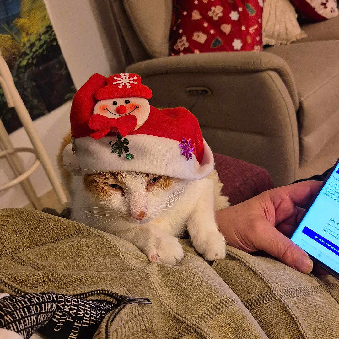 Petz participe au concours pour gagner de l'argent avec cette photo : beige, blanket, cat, christmas, cozy, decor, hand, holiday, indoors, pet, phone, pillow, red, relaxation, resting, santa_hat, snowman, sofa, textile, white