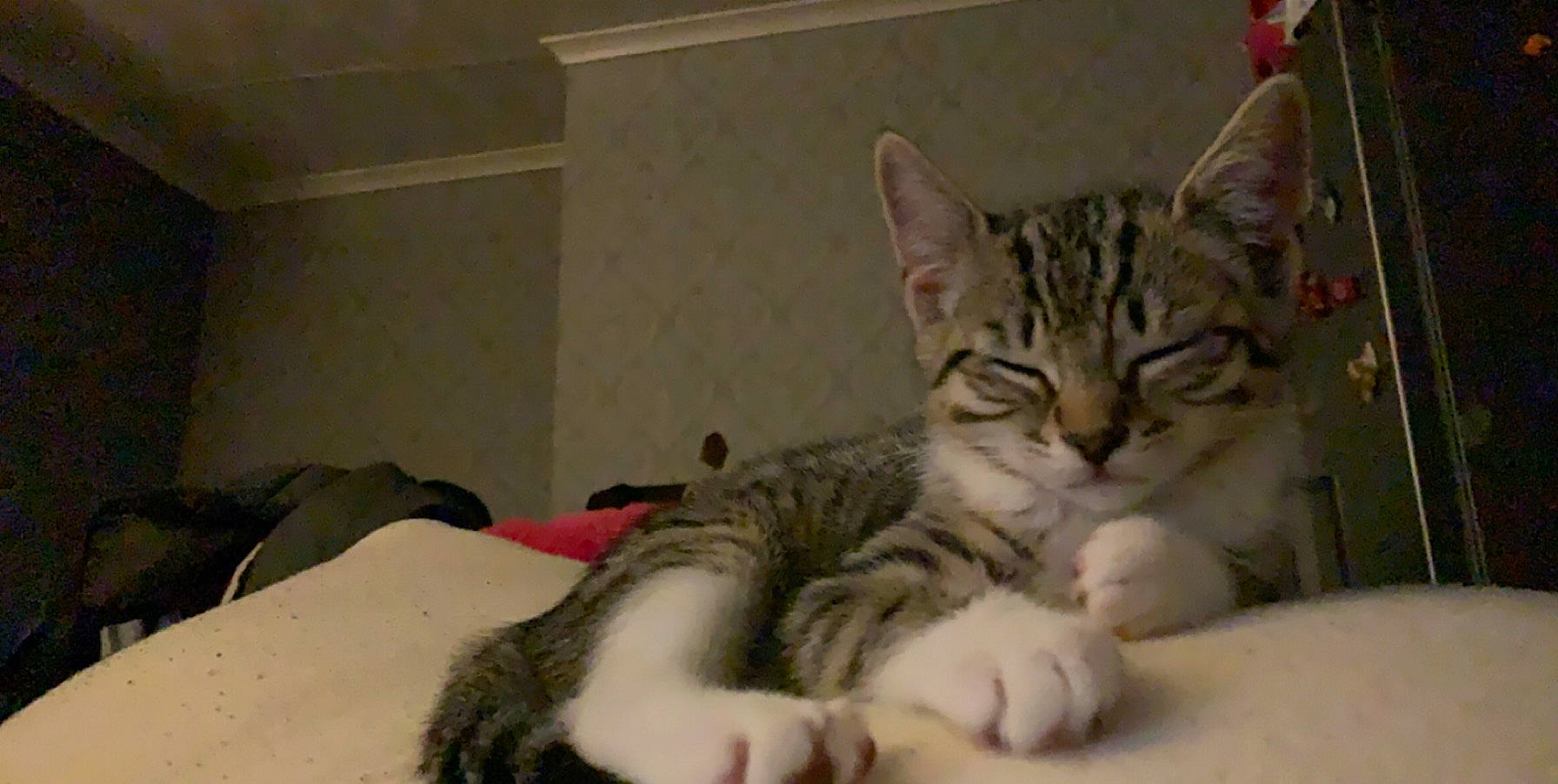 Crumpet joined the competition — help win amazing prizes! aegean_cat, american_shorthair, american_wirehair, asian, california_spangled, carnivore, cat, domestic_short_haired_cat, dragon_li, european_shorthair, facial_expression, felidae, kitten, mammal, nose, pixie_bob, small_to_medium_sized_cats, tabby_cat, vertebrate, whiskers