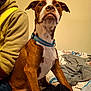 Yoda is registered to the contest to win money with this photo: dog, brown, white, collar, bed, clothing, person, hoodie, indoor, pet, animal, sitting, fur, cute, portrait, looking_up, domestic, companion, furniture, relaxed