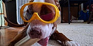 Yoda joined the competition — help win amazing prizes! dog, goggles, bone, carpet, indoor, pet, playful, brown_and_white, paw, chewing, toy, fan, furniture, floor, animal, canine, household, relaxed, closeup, funny