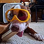 dog, goggles, bone, carpet, indoor, pet, playful, brown_and_white, paw, chewing, toy, fan, furniture, floor, animal, canine, household, relaxed, closeup, funny