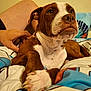 Yoda is registered to the contest to win money with this photo: dog, brown_and_white, paw, bedspread, human_hand, human_leg, indoor, pet, relaxed, closeup, canine, fur, ears, snout, whiskers, comfort, domestic, cozy, looking_up, animal