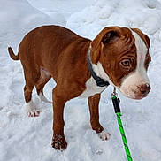 Yoda is registered to the contest to win money with this photo: puppy, dog, snow, leash, collar, outdoor, animal, pet, brown, white, young, curious, winter, cold, playful, canine, fur, walk, nature, cute