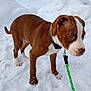 puppy, dog, snow, leash, collar, outdoor, animal, pet, brown, white, young, curious, winter, cold, playful, canine, fur, walk, nature, cute