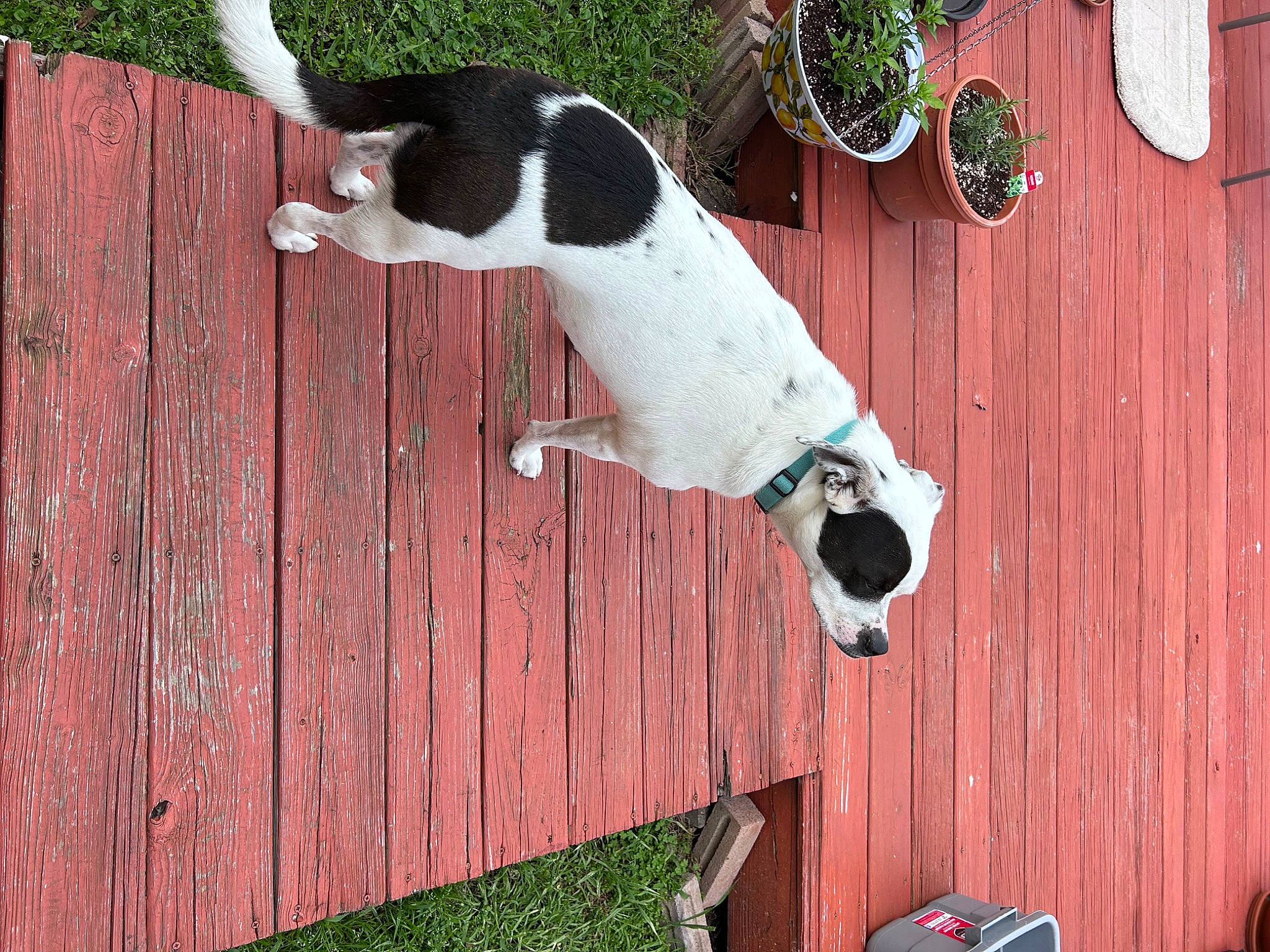 Lexine joined the competition — help win amazing prizes! carnivore, collar, companion_dog, dog, dog_breed, door, felidae, grass, green, hardwood, line, plant, red, small_to_medium_sized_cats, snapshot, sporting_group, tail, white, wood, wood_stain