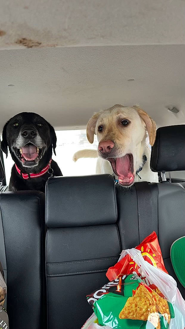 Charlie joined the competition — help win amazing prizes! canidae, car_seat, car_seat_cover, carnivore, collar, companion_dog, dog, dog_breed, dog_collar, dog_supply, fashion_accessory, fawn, ingredient, leash, pet_supply, seat_belt, snout, sporting_group, tableware, working_animal