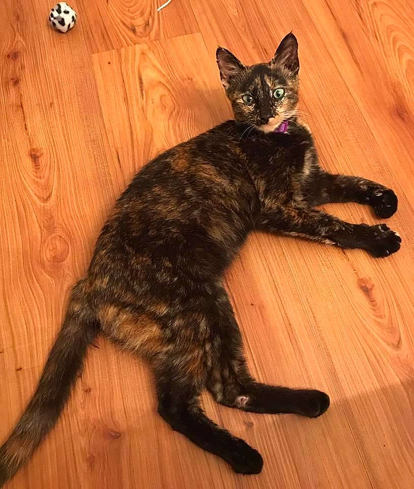 Tater P Totts is registered to the contest to win money with this photo: black_cat, carnivore, cat, dog_breed, domestic_short_haired_cat, fawn, felidae, floor, flooring, fur, hardwood, laminate_flooring, small_to_medium_sized_cats, snout, tail, terrestrial_animal, varnish, whiskers, wood, wood_stain