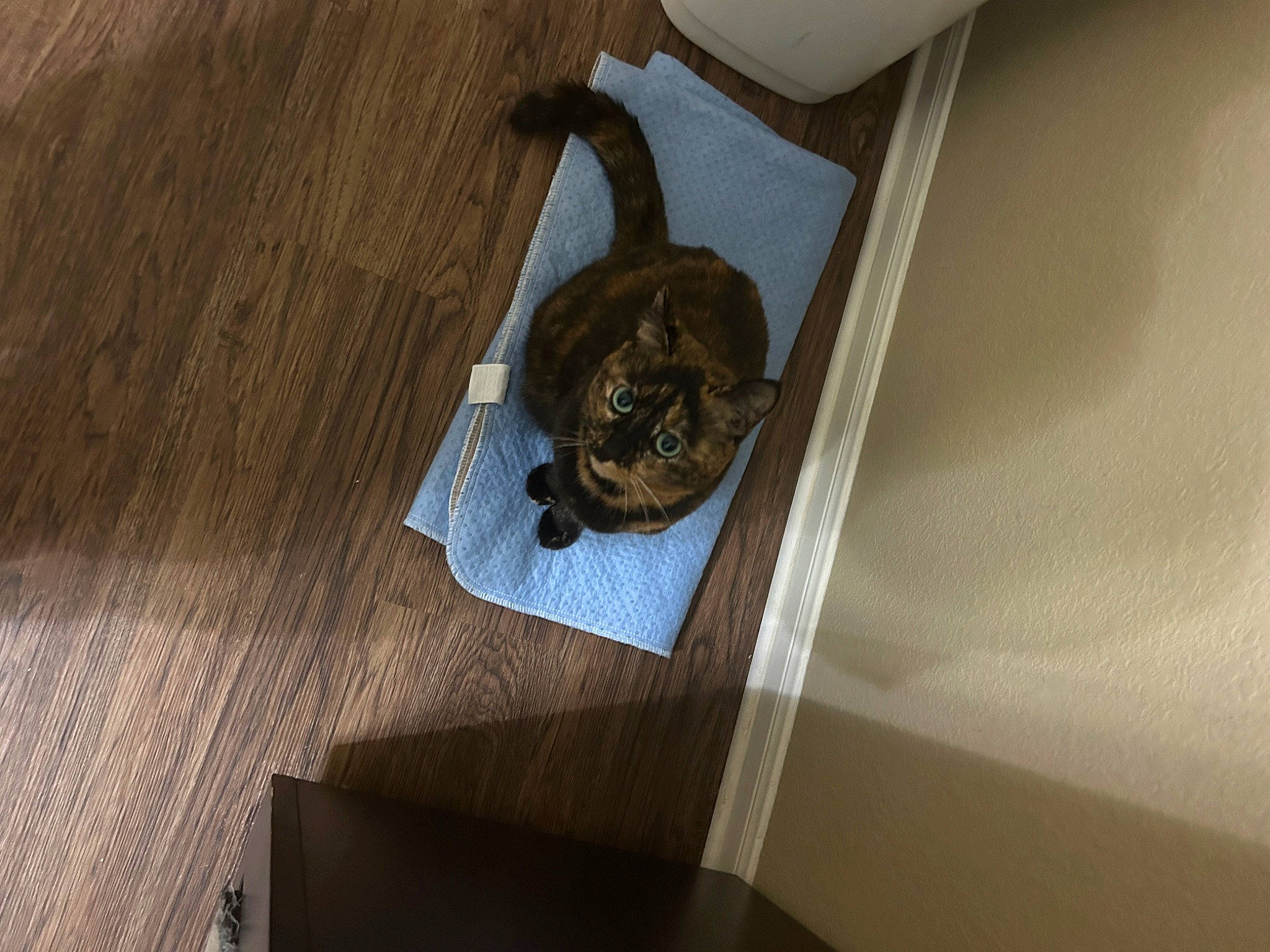 Tater P Totts is registered to the contest to win money with this photo: brown, carnivore, cat, domestic_short_haired_cat, door, fawn, felidae, floor, flooring, hardwood, plank, plywood, small_to_medium_sized_cats, stairs, tail, whiskers, window, wood, wood_flooring, wood_stain