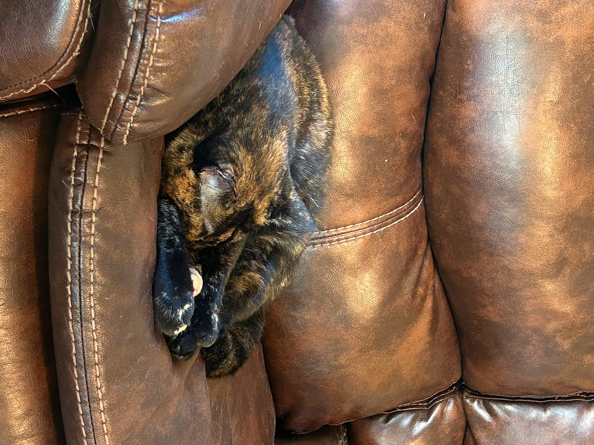 Tater P Totts is registered to the contest to win money with this photo: bronze, brown, denim, electric_blue, fashion_accessory, fur, hand, helmet, human_leg, jacket, leather, leather_jacket, metal, nail, pattern, sculpture, sleeve, textile, wood, working_animal