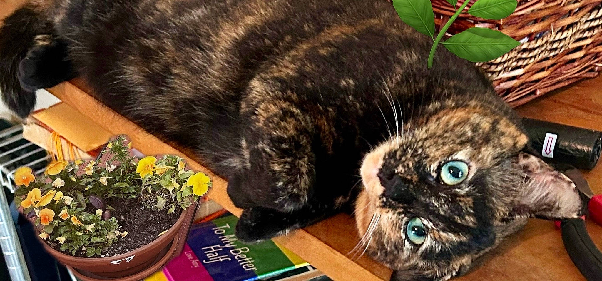 Tater P Totts joined the competition — help win amazing prizes! annual_plant, carnivore, cat, domestic_short_haired_cat, felidae, flower, flowerpot, fur, grass, green, herb, houseplant, plant, small_to_medium_sized_cats, snout, table, tail, terrestrial_animal, tree, whiskers