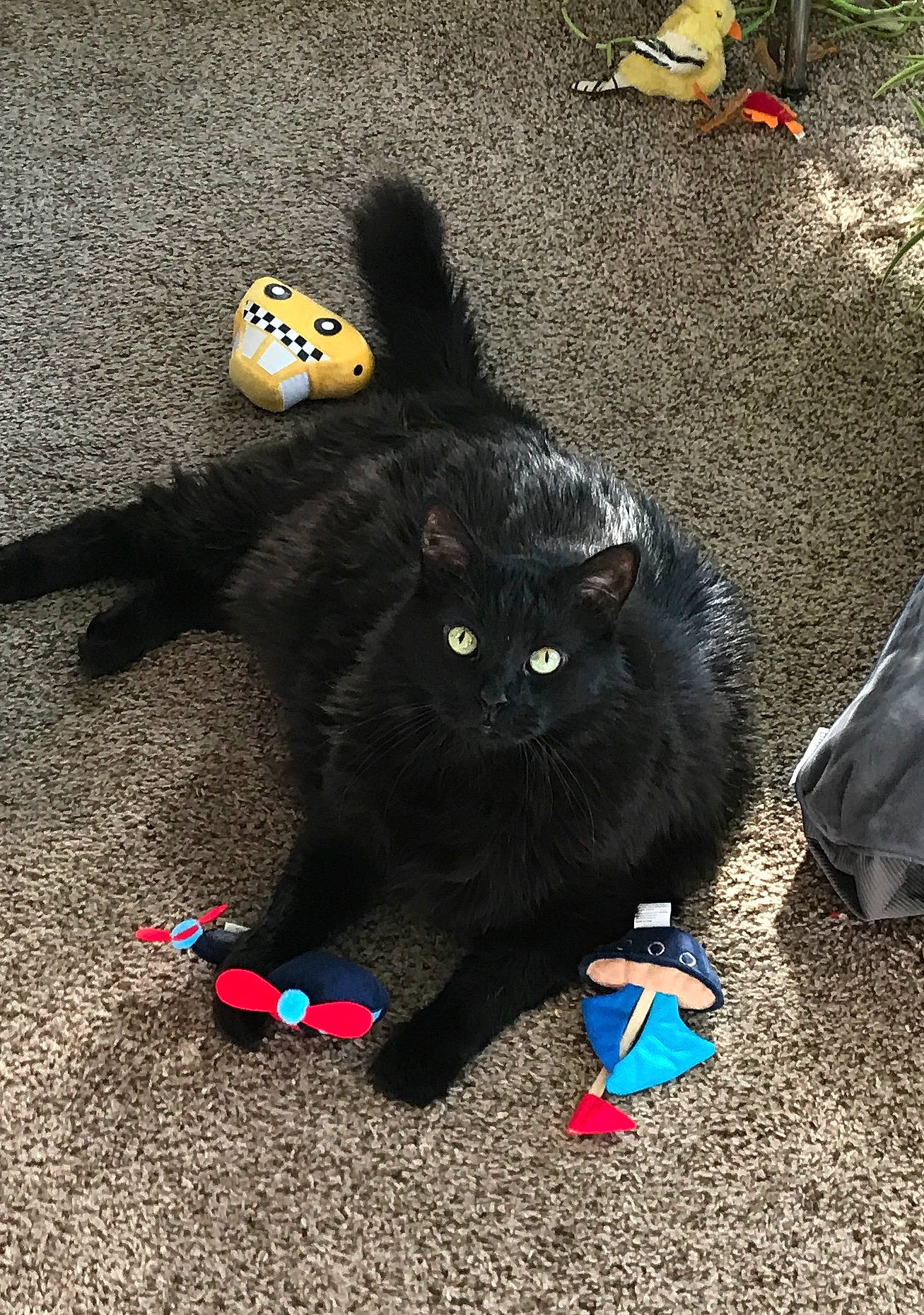 Boots is registered to the contest to win money with this photo: asphalt, black_cat, bombay, carnivore, cat, cat_toy, electric_blue, felidae, flooring, foot, fur, grass, grey, road_surface, sand, shadow, small_to_medium_sized_cats, tail, vertebrate, whiskers