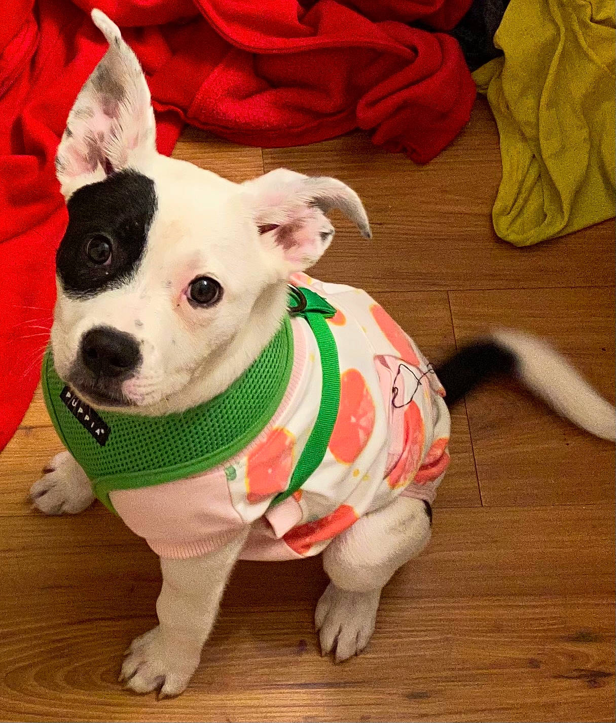 Boots joined the competition — help win amazing prizes! canidae, carnivore, collar, companion_dog, dog, dog_breed, dog_clothes, dog_collar, dog_supply, fawn, flooring, hardwood, pet_supply, sleeve, snout, sporting_group, terrestrial_animal, whiskers, wood, working_animal