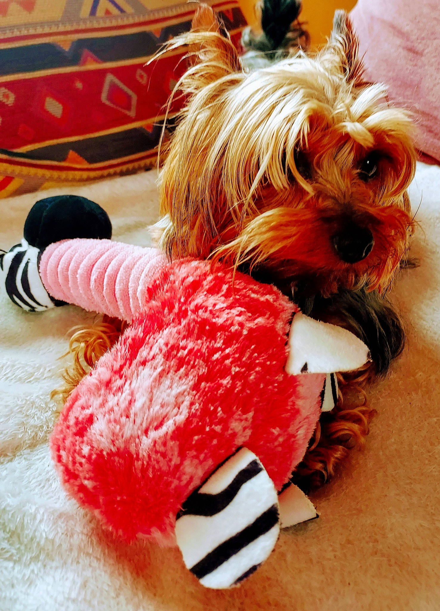 Luky participe au concours pour gagner de l'argent avec cette photo : carnivore, collar, companion_dog, dog, dog_breed, dog_clothes, dog_collar, dog_supply, fashion_accessory, fawn, fur, leash, liver, pet_supply, small_terrier, snout, sunglasses, terrier, toy_dog, working_animal