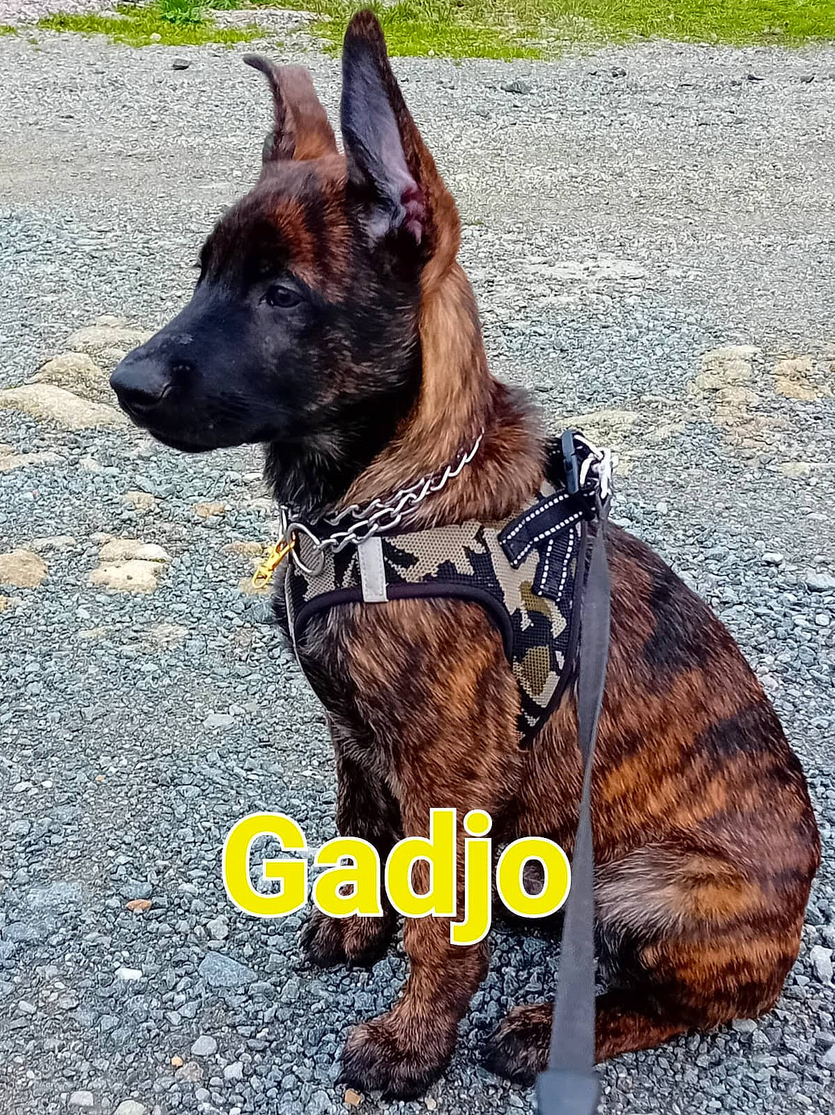 Gadjo