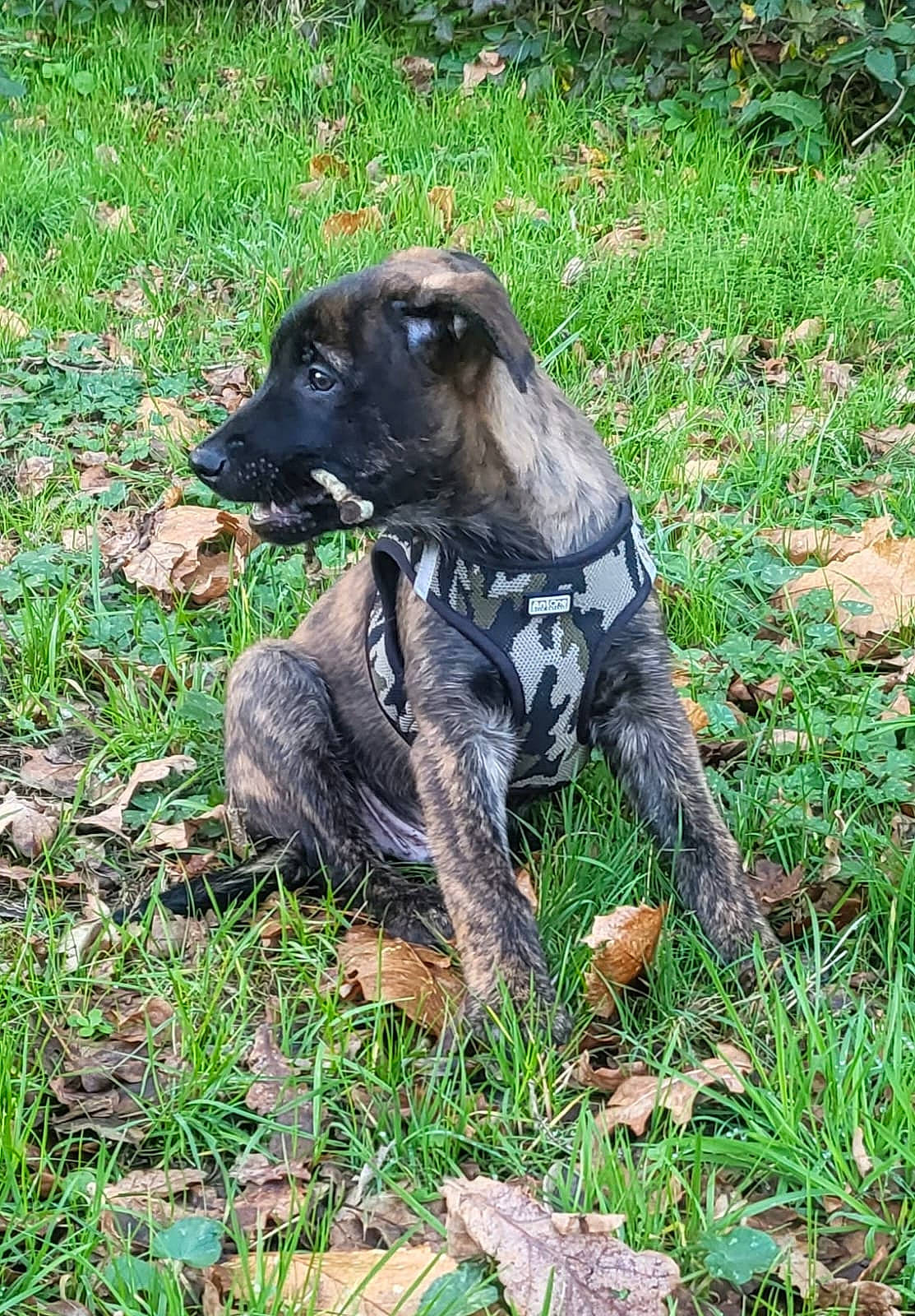 Gadjo participe au concours pour gagner de l'argent avec cette photo : canidae, carnivore, companion_dog, dog, dog_breed, grass, groundcover, plant, soil, sporting_group, terrestrial_animal, treeing_tennessee_brindle, working_animal