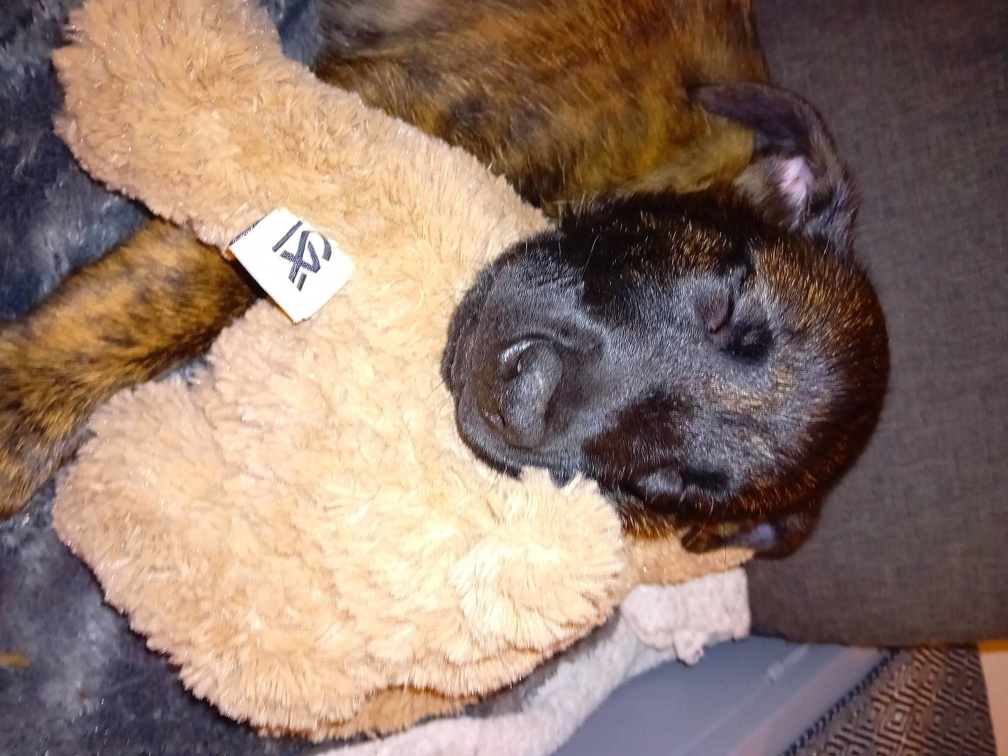 Gadjo a rejoint le concours — aidez-le/la à gagner de superbes lots ! airedale_terrier, canidae, carnivore, comfort, companion_dog, dog, dog_breed, fawn, foot, fur, liver, paw, snout, sporting_group, stuffed_toy, tail, terrestrial_animal, toy, wool, working_animal