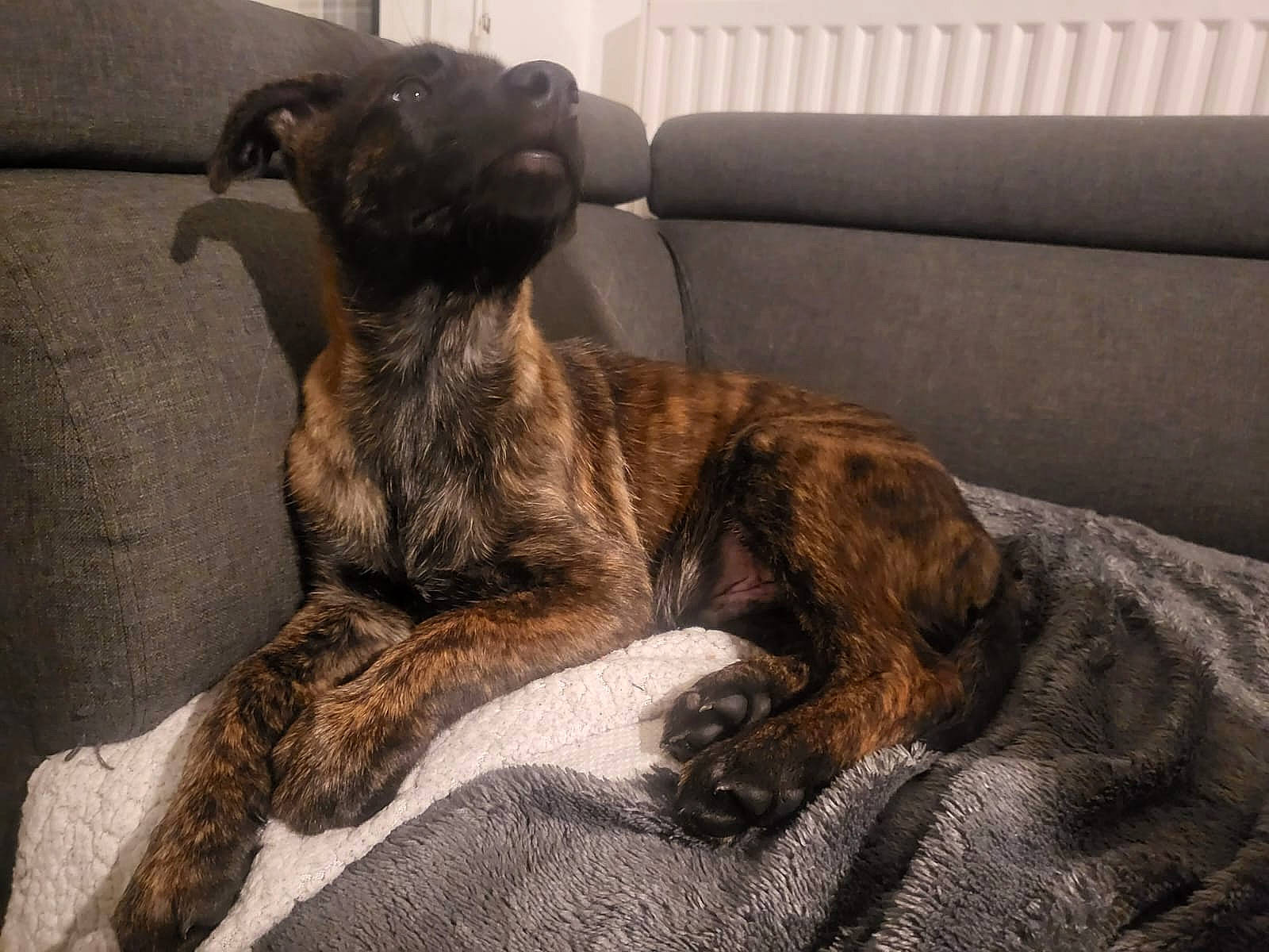 Gadjo participe au concours pour gagner de l'argent avec cette photo : canidae, carnivore, claw, comfort, companion_dog, couch, dog, dog_breed, fawn, fur, liver, nap, snout, sporting_group, tail, terrestrial_animal, treeing_tennessee_brindle, whiskers, wood, working_animal