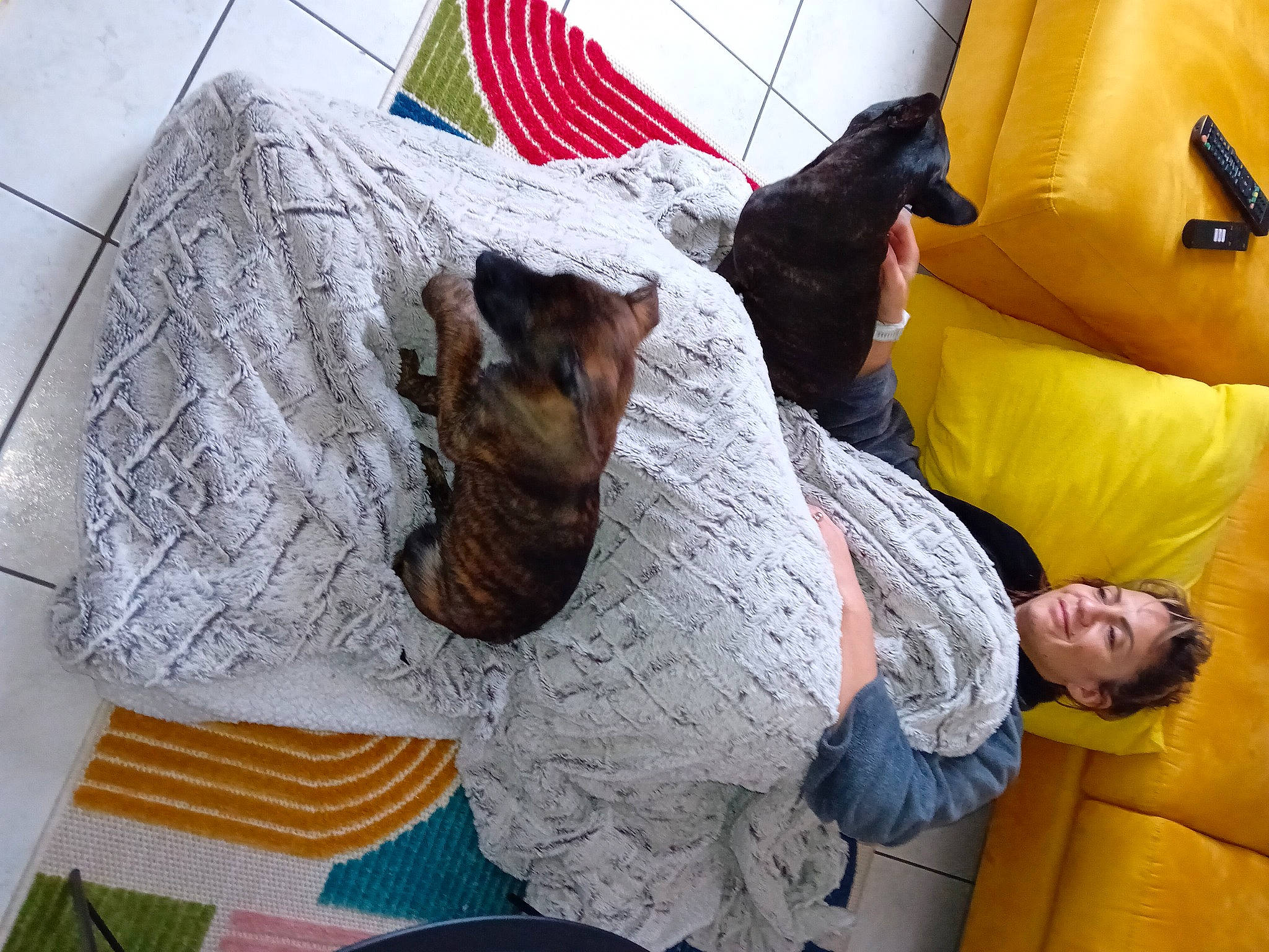 Gadjo participe au concours pour gagner de l'argent avec cette photo : canidae, carnivore, comfort, companion_dog, dog, dog_breed, dog_supply, fawn, felidae, fun, fur, leisure, linens, nap, pattern, room, sitting, sporting_group, visual_arts, working_animal