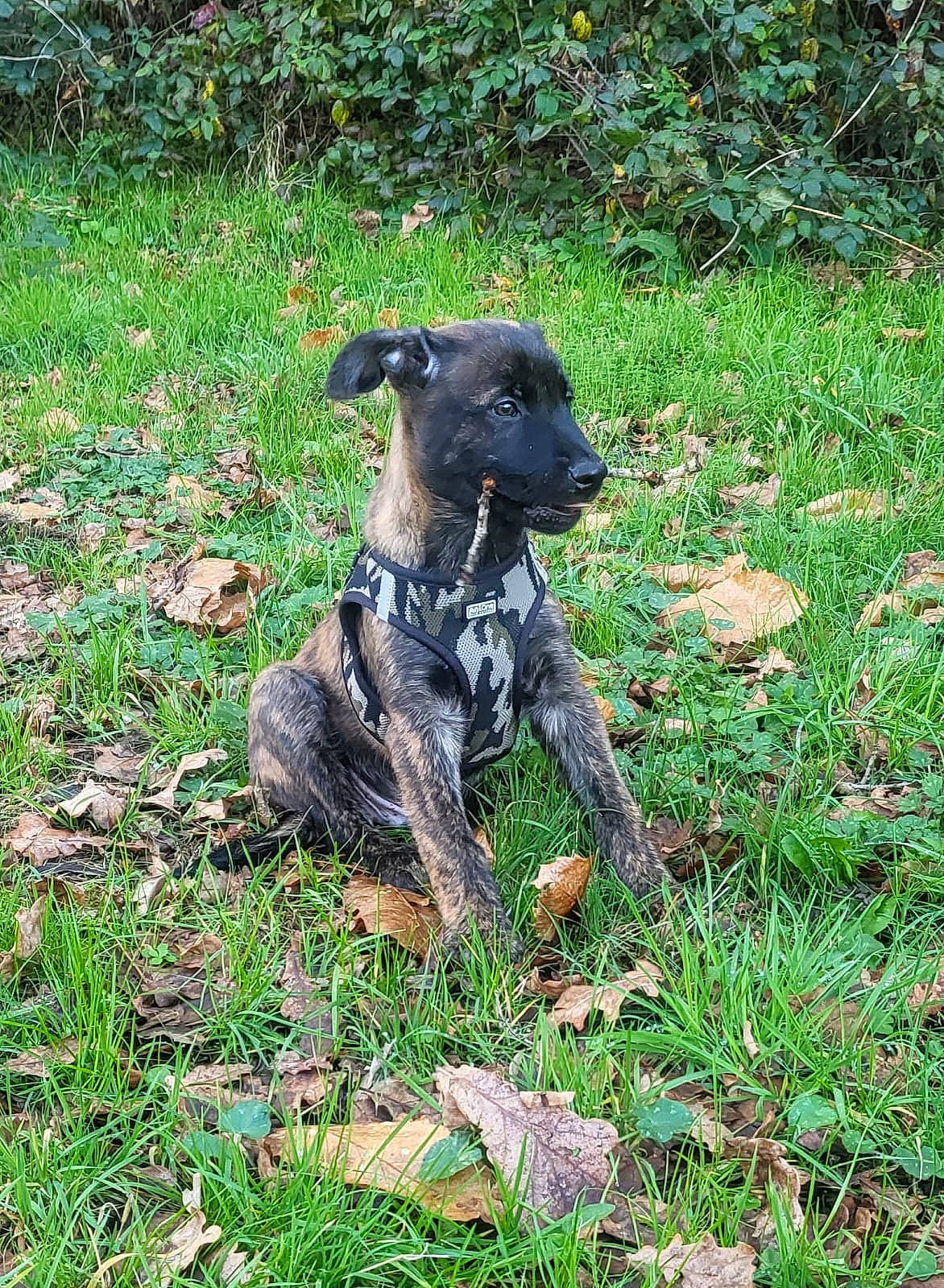 Gadjo a rejoint le concours — aidez-le/la à gagner de superbes lots ! carnivore, companion_dog, dog, dog_breed, german_shorthaired_pointer, grass, groundcover, plant, sporting_group, tail, terrestrial_animal, working_animal, working_dog