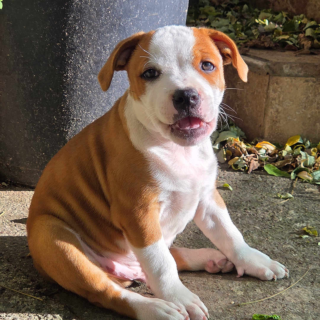 Mr Staffy participe au concours pour gagner de l'argent avec cette photo : animal, brown_and_white_fur, close_up, concrete, curious, cute, daylight, dog, green_plants, leaves, nature, outdoor, pet, plant_pot, portrait, puppy, shadows, sitting, sunlight, young_dog