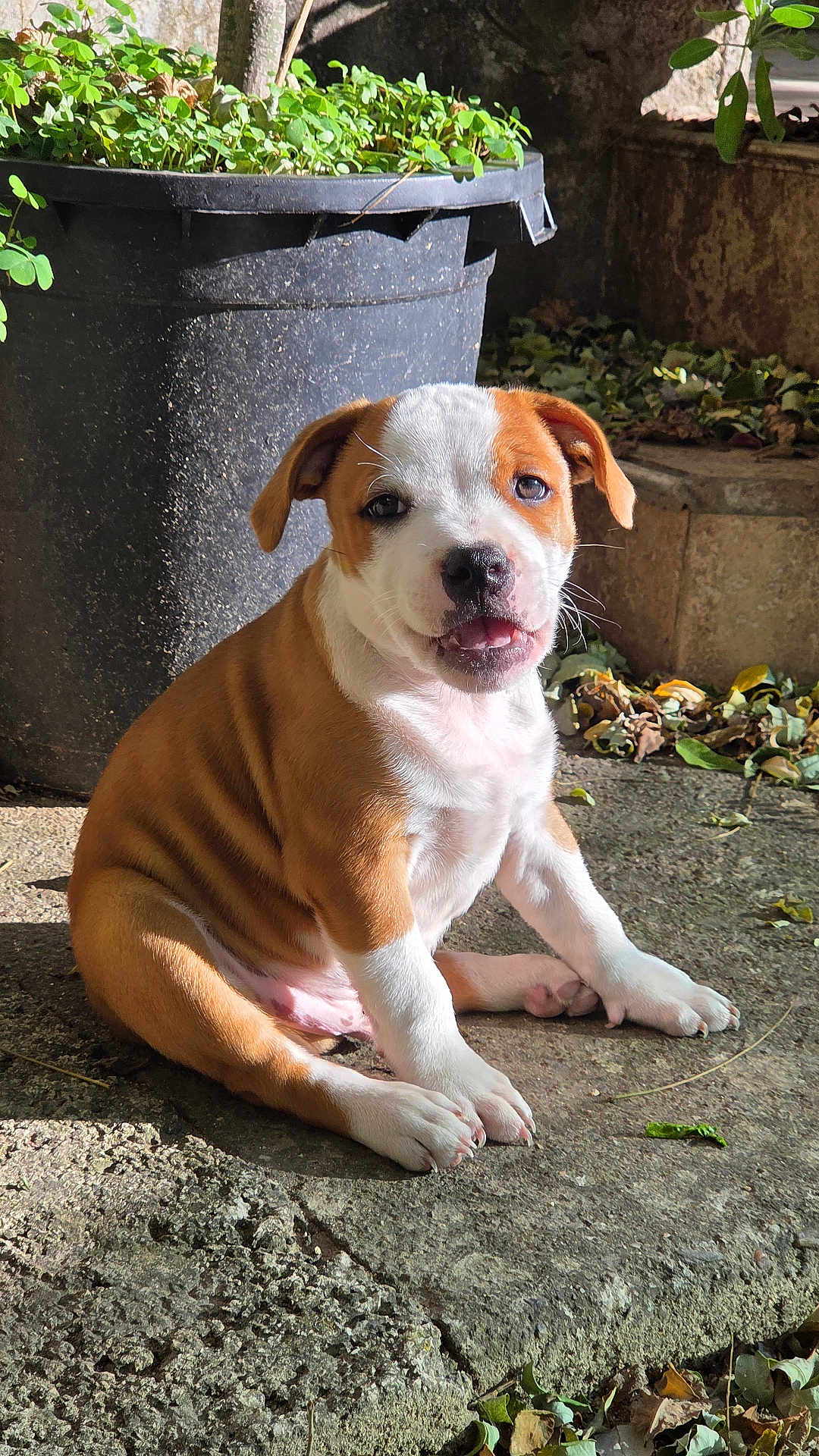 Mr Staffy participe au concours pour gagner de l'argent avec cette photo : puppy, dog, sitting, brown_and_white_fur, concrete, plant_pot, green_plants, outdoor, sunlight, curious, close_up, pet, young_dog, nature, leaves, shadows, cute, animal, portrait, daylight