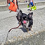 animal, beach, black_and_white, canine, concrete, daytime, dog, fluffy_tail, happy, leash, licking, outdoor, people, pet, playful, promenade, small_dog, summer, sunny, walking