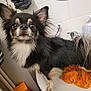 animal, bathroom, black_and_white, chihuahua, cleaning_supplies, curious, cute, dog, domestic_animal, fur, indoor, orange_towel, pet, sink, small_dog, tap, tile_wall, toothbrush, towel, white_sink