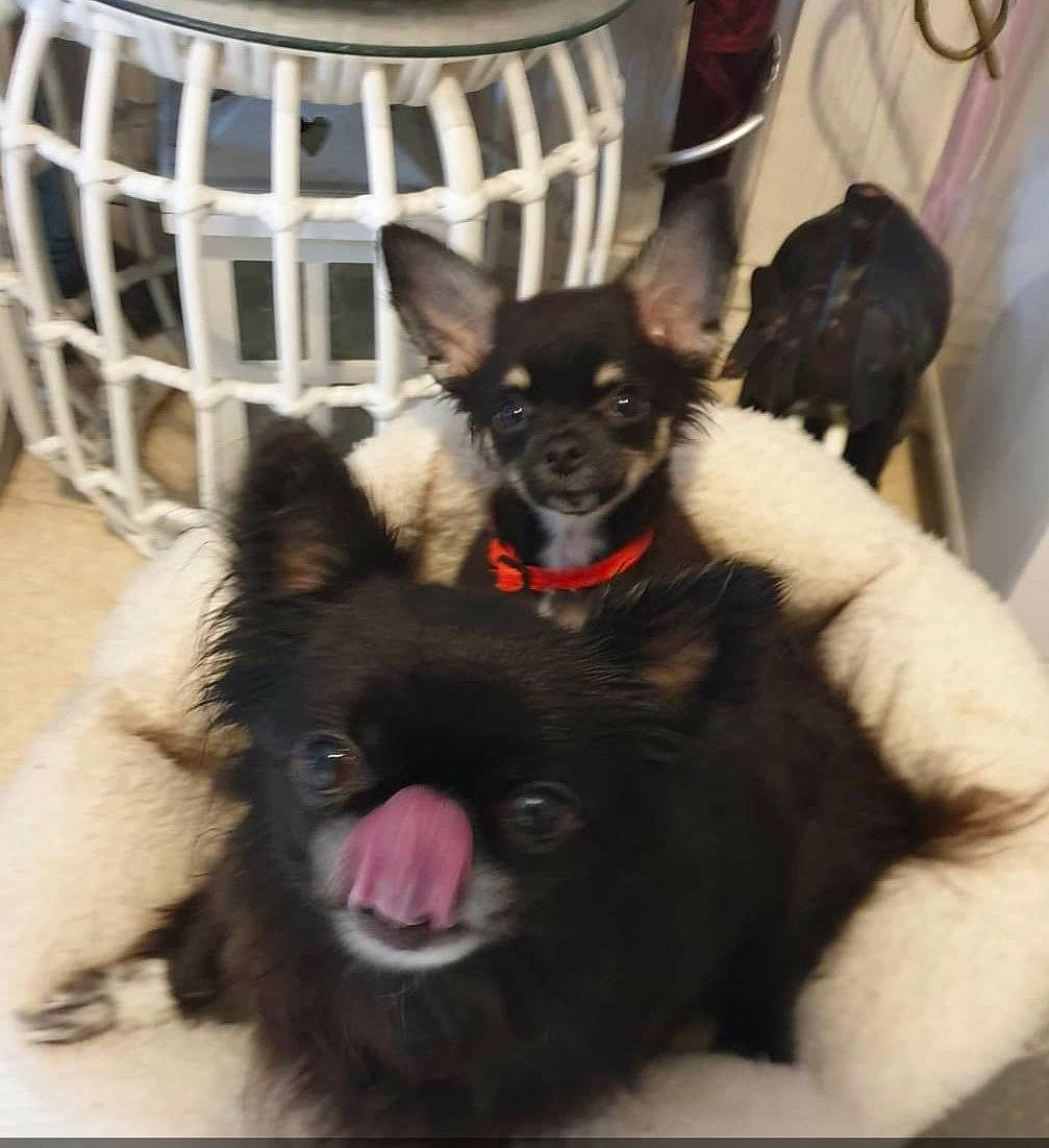 Lily participe au concours pour gagner de l'argent avec cette photo : canidae, carnivore, comfort, companion_dog, dog, dog_breed, dog_supply, ear, fawn, felidae, fur, paw, pet_supply, small_terrier, snout, sporting_group, tail, toy_dog, whiskers, working_animal