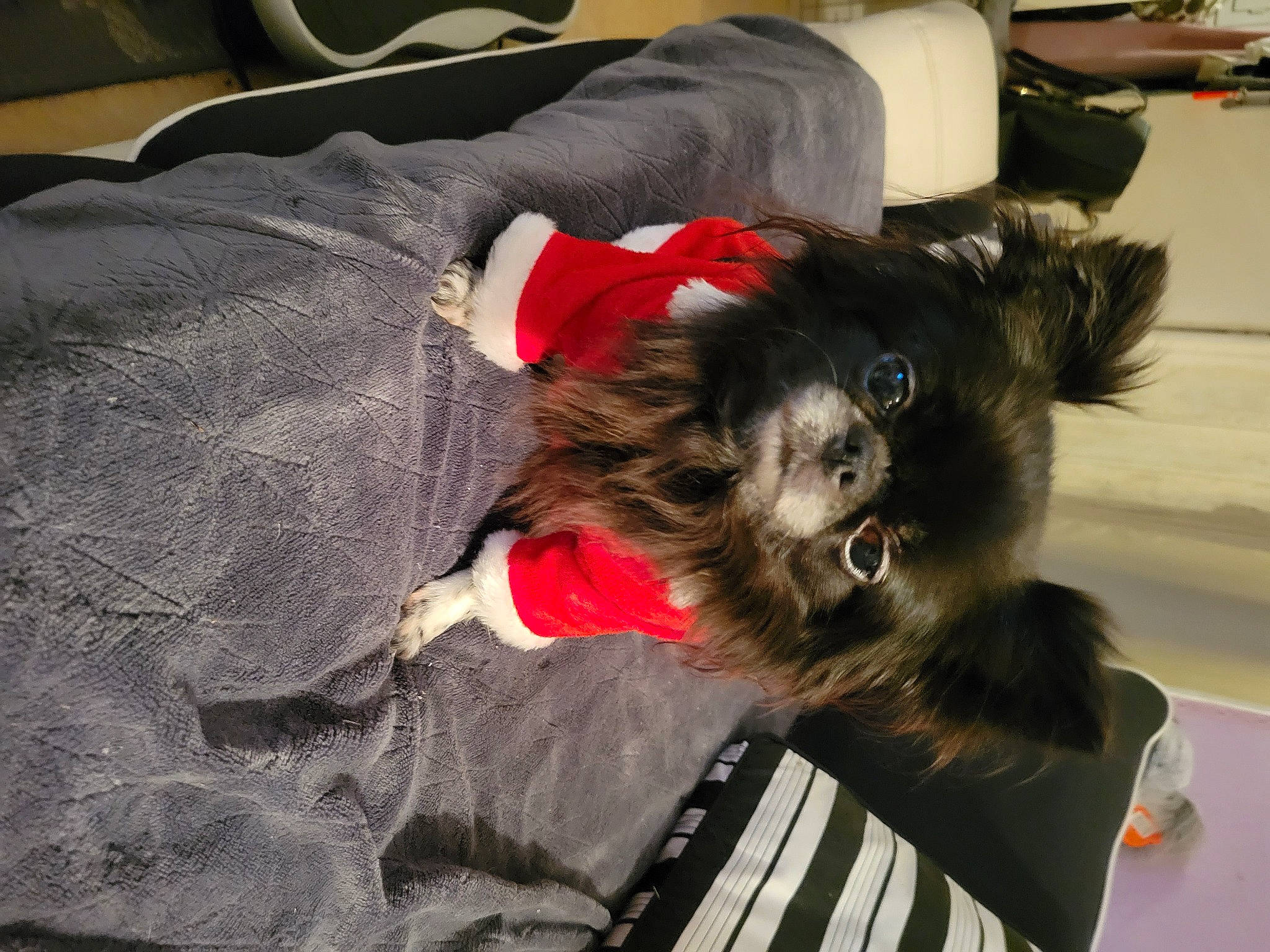 Lily a rejoint le concours — aidez-le/la à gagner de superbes lots ! canidae, carnivore, claw, comfort, companion_dog, dog, dog_breed, dog_supply, electronic_musical_instrument, felidae, fur, keyboard, musical_instrument, musical_keyboard, piano, small_terrier, small_to_medium_sized_cats, sporting_group, toy_dog, whiskers