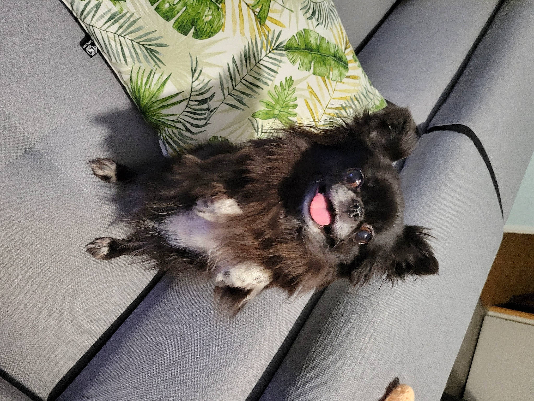 Lily participe au concours pour gagner de l'argent avec cette photo : british_longhair, canidae, carnivore, cat, claw, comfort, companion_dog, dog_breed, fawn, felidae, foot, fur, liver, paw, plant, small_to_medium_sized_cats, snout, sporting_group, tail, whiskers