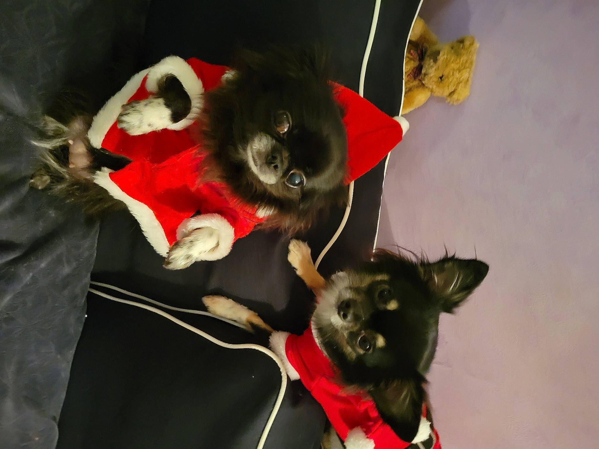 Lily a rejoint le concours — aidez-le/la à gagner de superbes lots ! black_cat, canidae, carmine, carnivore, cat, collar, costume, dog_breed, domestic_short_haired_cat, fashion_accessory, fawn, felidae, fur, plant, small_to_medium_sized_cats, snout, tail, tree, whiskers, working_animal