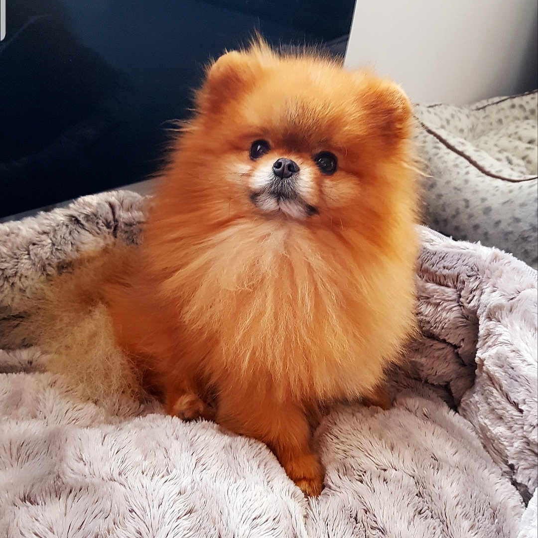 Hamelton participe au concours pour gagner de l'argent avec cette photo : animal, bed, blanket, companion, cozy, cute, dog, eyes, face, fluffy, fur, furry, indoor, nose, orange, pet, pomeranian, portrait, small_dog, soft