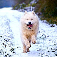 Maho a rejoint le concours — aidez-le/la à gagner de superbes lots ! canadian_eskimo_dog, carnivoran, dog, dog_breed, dog_breed_group, dog_like_mammal, finnish_spitz, german_spitz, german_spitz_klein, german_spitz_mittel, greenland_dog, hokkaido, japanese_spitz, mammal, sakhalin_husky, samoyed, snout, snow, spitz, winter