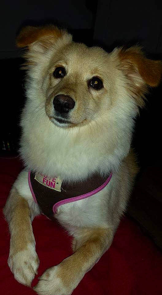 Arizona a rejoint le concours — aidez-le/la à gagner de superbes lots ! carnivoran, companion_dog, dog, dog_breed, dog_breed_group, dog_like_mammal, fur, german_spitz, pomeranian, puppy, snout, sporting_group, whiskers