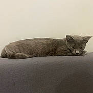 Atlas a rejoint le concours — aidez-le/la à gagner de superbes lots ! animal, calm, cat, couch, cute, domestic_cat, ears, feline, furniture, gray_cat, home, indoor, laying_down, pet, quiet, relaxed, resting, side_view, tail, whiskers