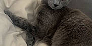 Atlas participe au concours pour gagner de l'argent avec cette photo : animal, bedroom, blanket, cat, comfort, cozy, cute, eyes, feline, fur, gray_cat, home, indoor, looking_back, mammal, pet, relaxed, soft, tail, whiskers