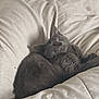 Atlas participe au concours pour gagner de l'argent avec cette photo : animal, bed, cat, comforter, cozy, cute, feline, fur, grey_cat, home, indoor, nap, peaceful, pet, quiet, relaxing, resting, sleeping, soft, whiskers