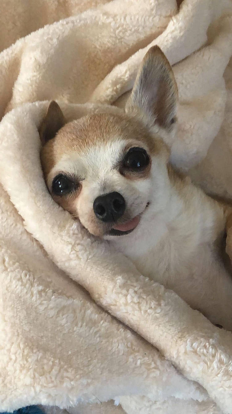 Chico is registered to the contest to win money with this photo: canidae, carnivore, claw, comfort, companion_dog, dog, dog_breed, fawn, fur, jaw, non_sporting_group, paw, snout, terrestrial_animal, whiskers, wildlife