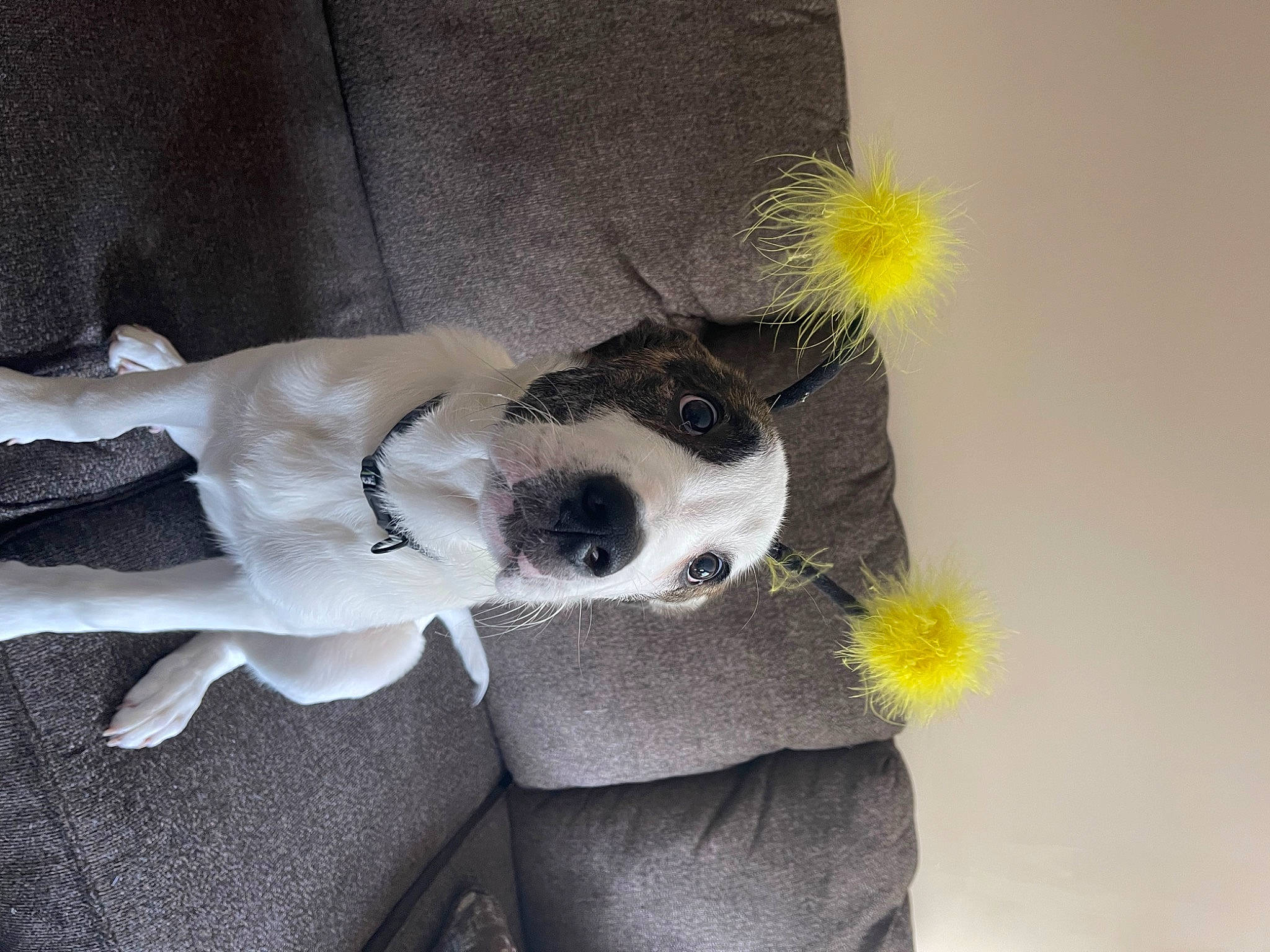 Bo Duke is registered to the contest to win money with this photo: canidae, carnivore, comfort, companion_dog, couch, dog, dog_breed, doll, dress, eyewear, fur, plush, room, stuffed_toy, sunglasses, tail, textile, thigh, toy, toy_dog